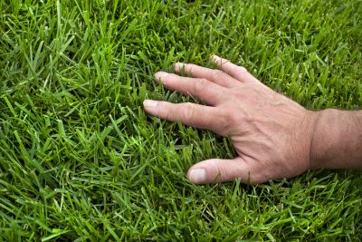 Landscape Fertilizing Service in Honolulu, HI