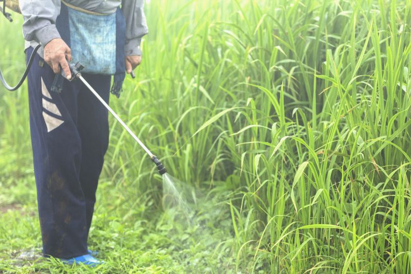 Lawn Weed Treatment in Honolulu, HI