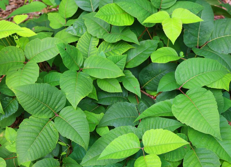 Poison Ivy Removal in Wilmington, DE