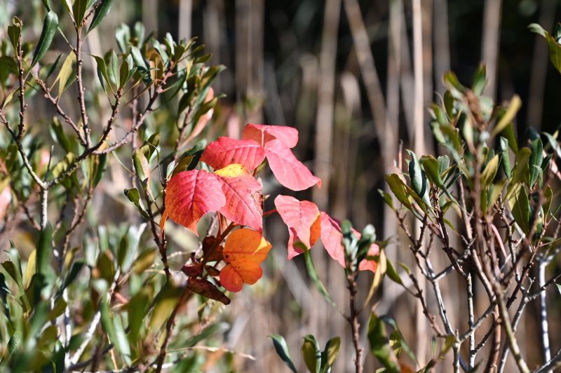 Poison Oak Removal in Bucks County, PA