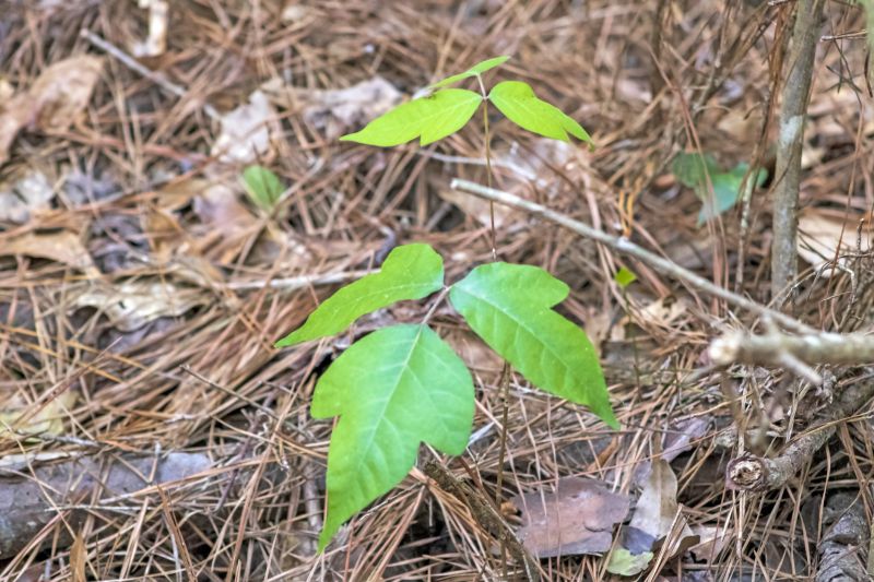 Poison Oak Removal in Philadelphia, PA