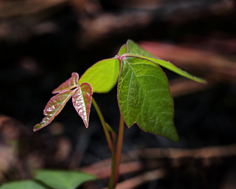 Poison Oak Removal in Ventura County, CA